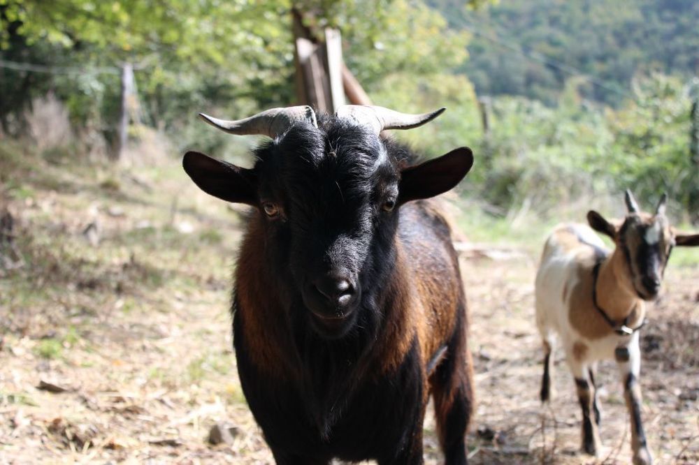 Agriturismo Casentino - Fattoria Ventrina Martina Ngoại thất bức ảnh