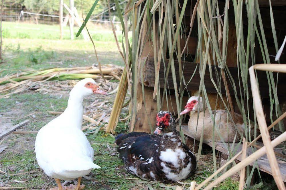 Agriturismo Casentino - Fattoria Ventrina Martina Ngoại thất bức ảnh